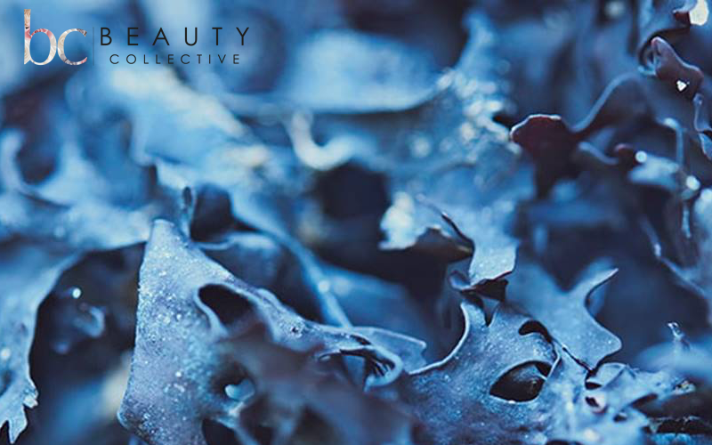 Beauty Collective - marine ingredients