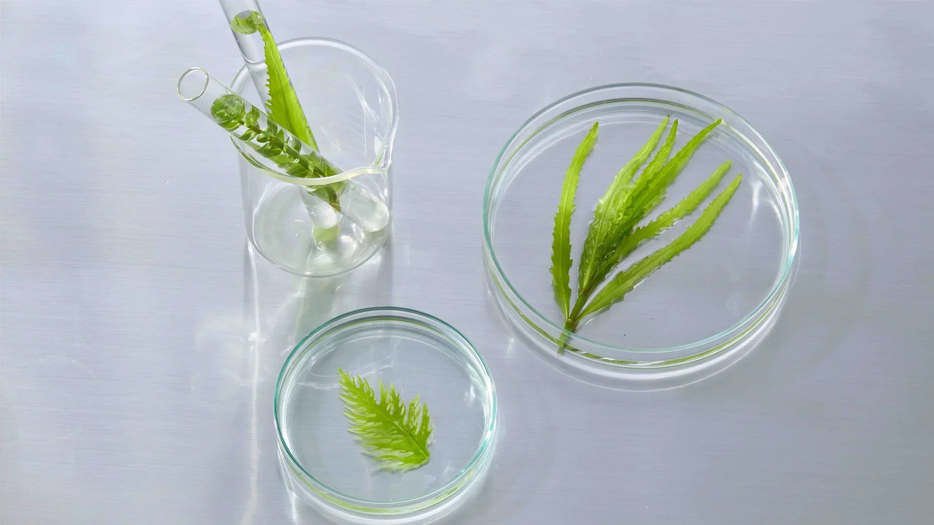 sea and marine plants in beaker, test tube and petri dish