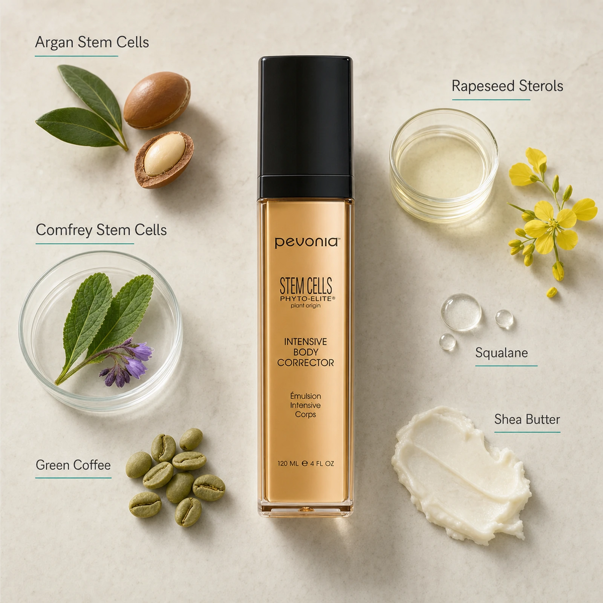 Pevonia Stem Cells Body Corrector 120ml ingredient flatlay with Argan Stem Cells, Comfrey Stem Cells, Green Coffee, Rapeseed Sterols, Squalane and Shea Butter
